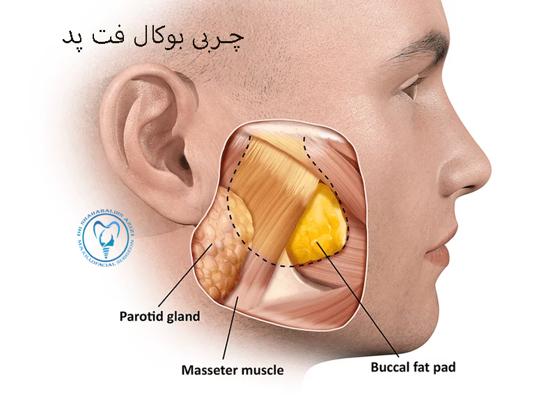 بوکال فت پد